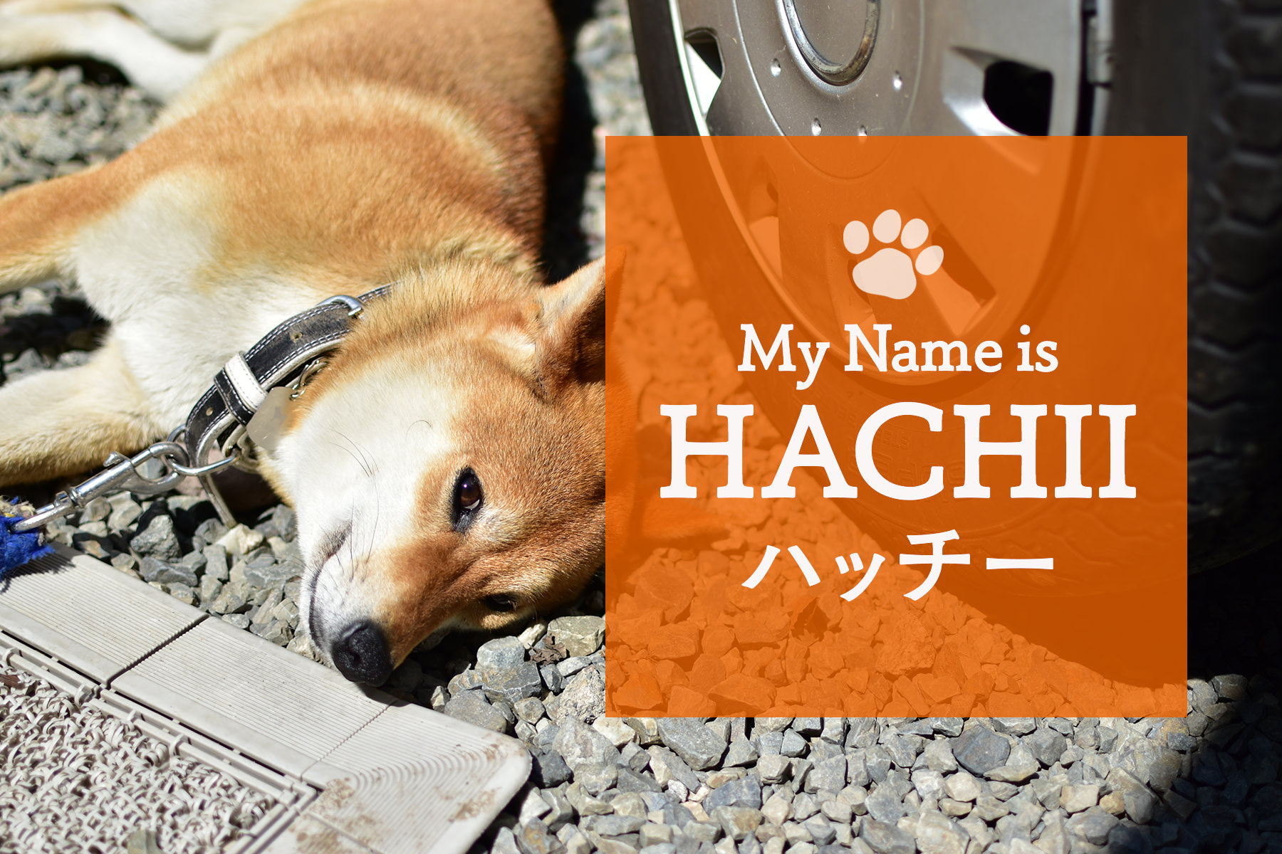喜久屋の看板犬  ハッチー