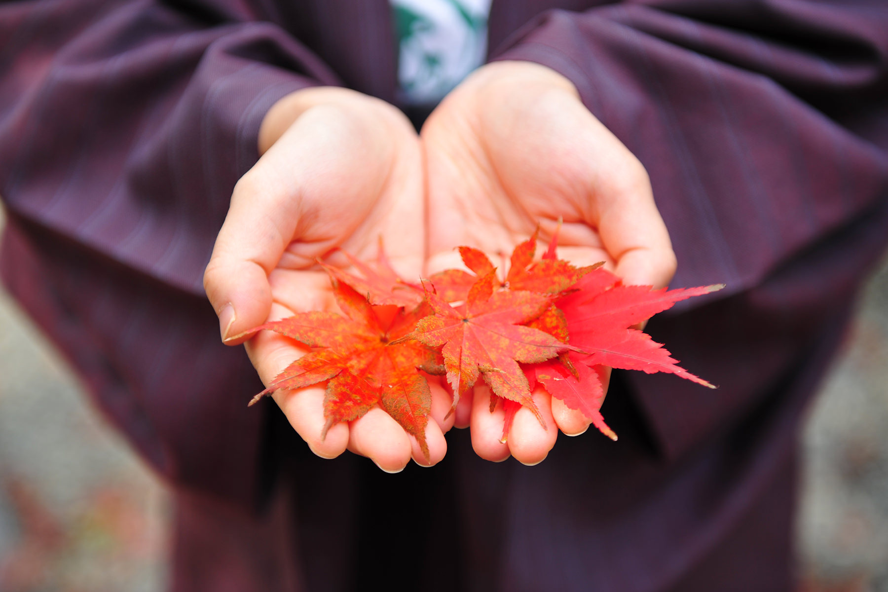 秋-4 手の平に紅葉