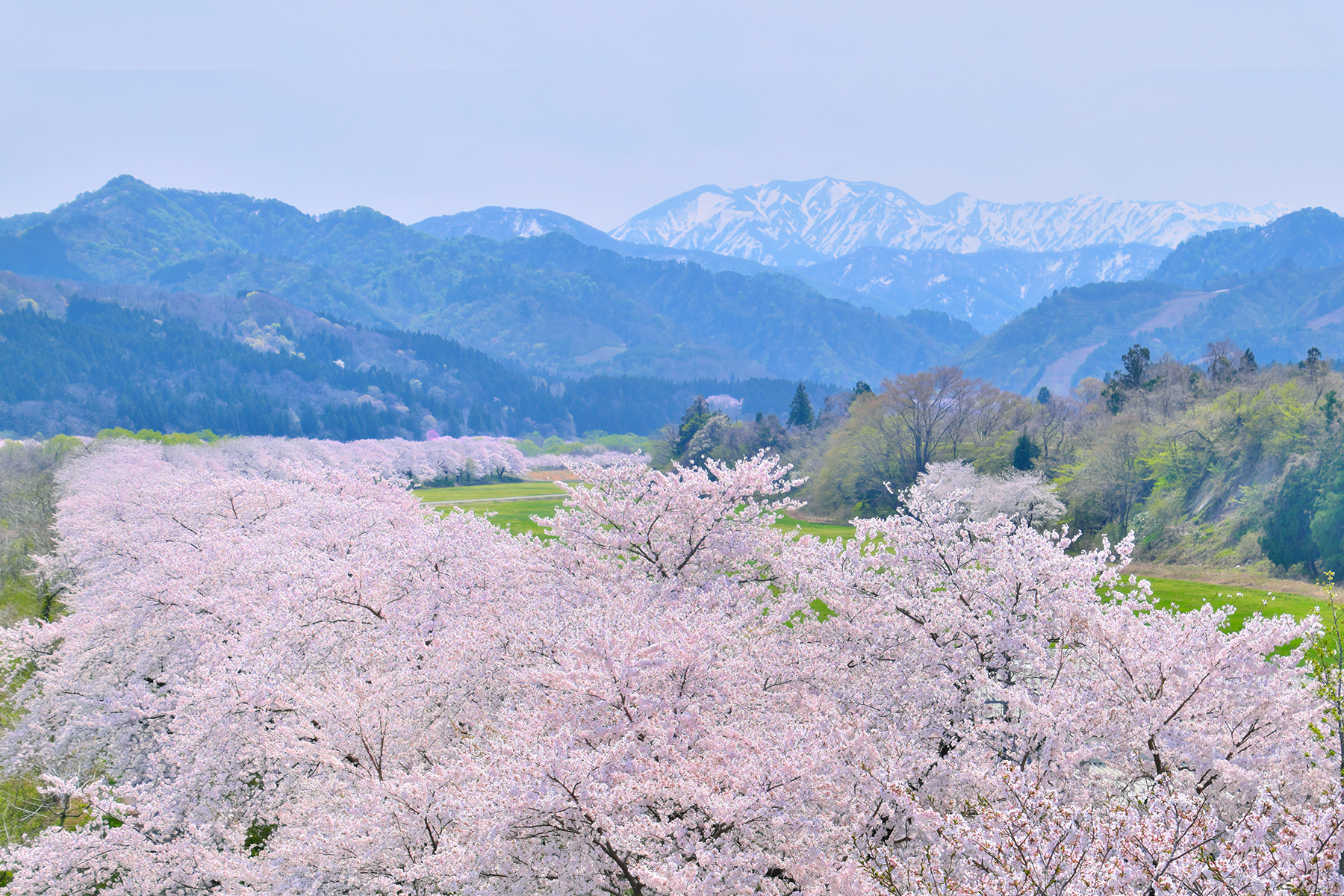 桜-道路からの眺め