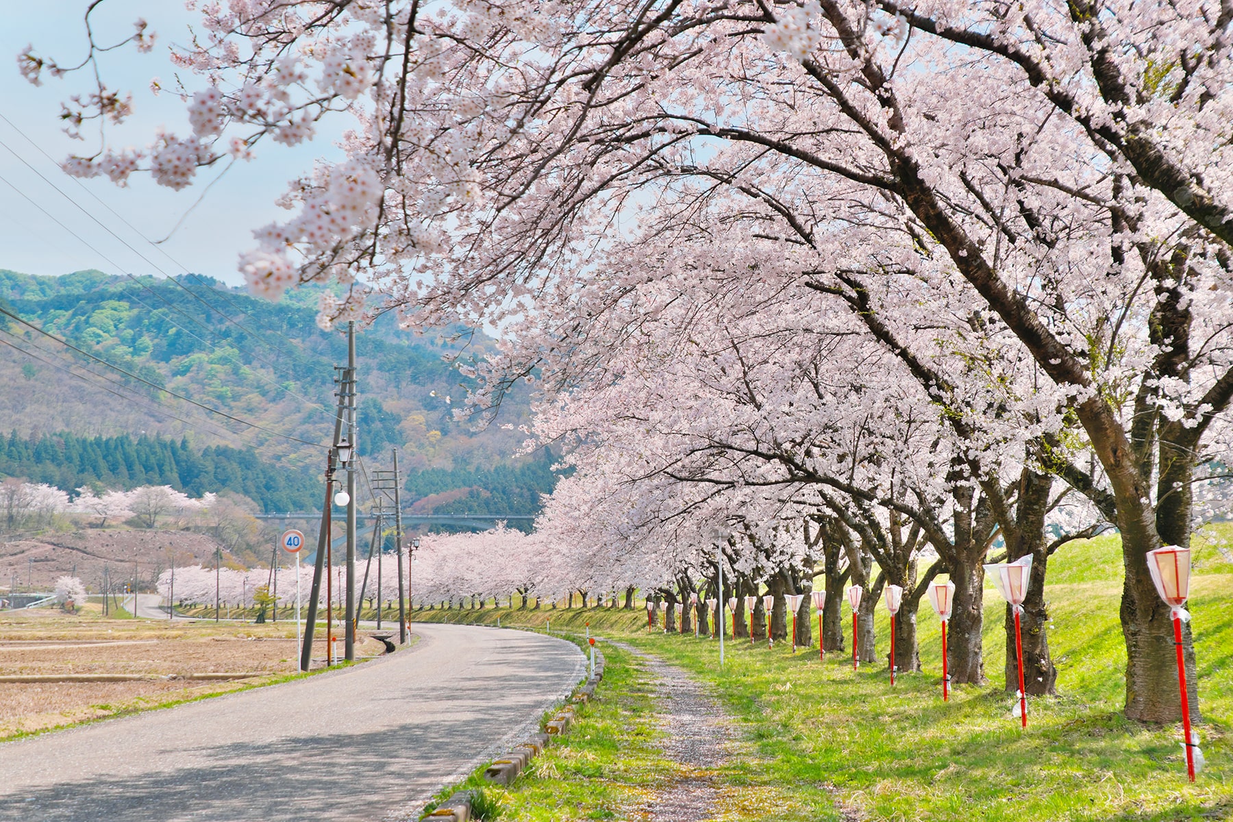 春-関川村の桜