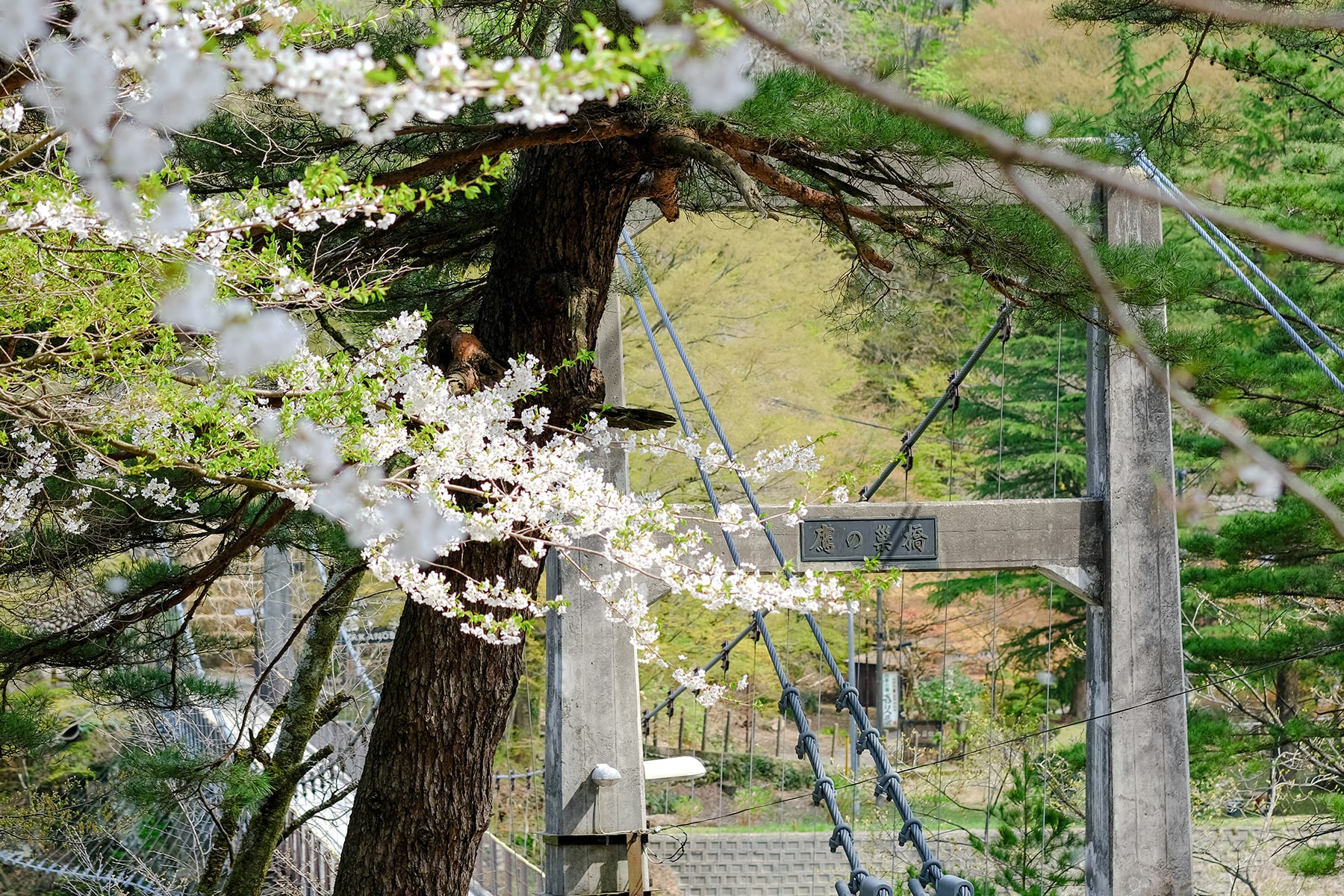 春-鷹の巣橋