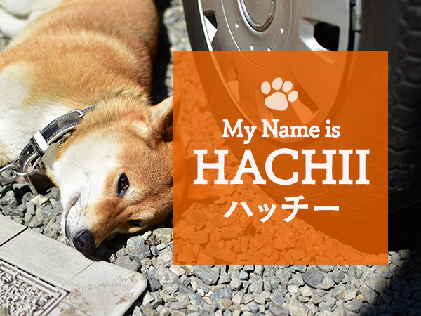 喜久屋の看板犬  ハッチー