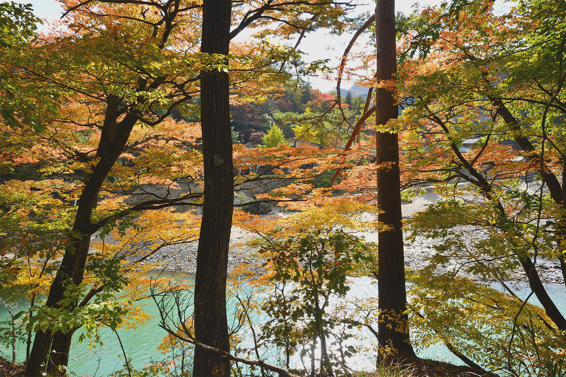 秋-1 紅葉