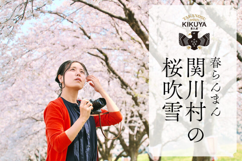 関川村の桜吹雪